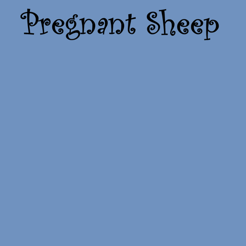 Midnight Blue - Pregnant Sheep