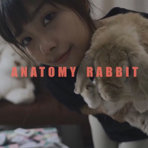 Anatomy Rabbit - &#3649;&#3629;&#3610;&#3627;&#3623;&#3633;&#3591;